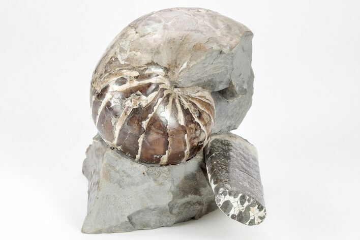 Iridescent Nautilus (Eutrephoceras) w/ Ammonite - South Dakota #209678